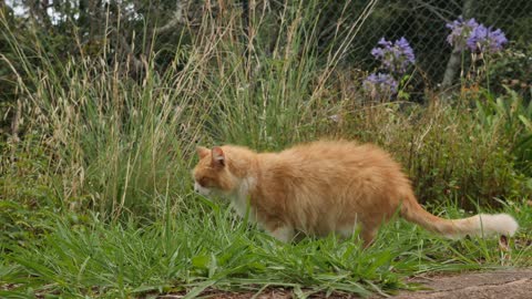 Cat Eating Grass