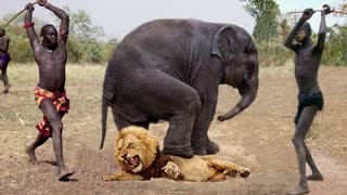 LION, The Most Agile and Deadly Big Cat Elephant vs Lion, Baboon Made A Mistake On Steal Lion Cub