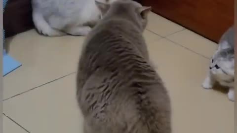 Cat is funny short