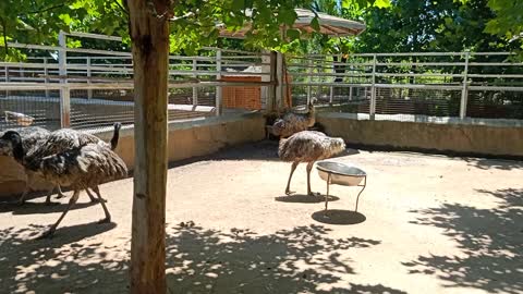 These ostriches are walking together