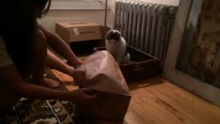 Cats being cats. Fail jump into brown bag.