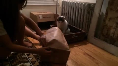 Cats being cats. Fail jump into brown bag.