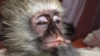 Blind Orphan Monkey Thoroughly Enjoying a Carrot