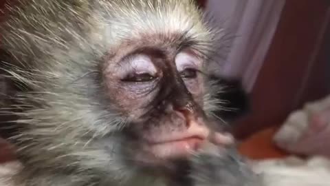 Blind Orphan Monkey Thoroughly Enjoying a Carrot