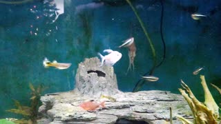 75 gal live planted aquarium