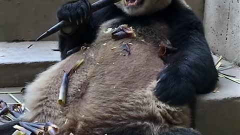 Giant panda eats bamboo shoots V