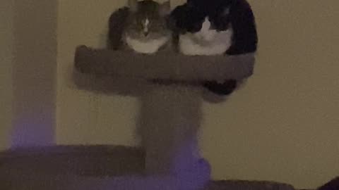 Cuddle Kitties