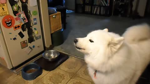 Howling Samoyed Fluffy White Dog