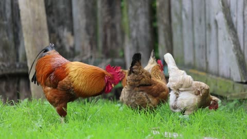 Chickens Looking For Food