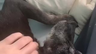 Dog can’t get enough pets