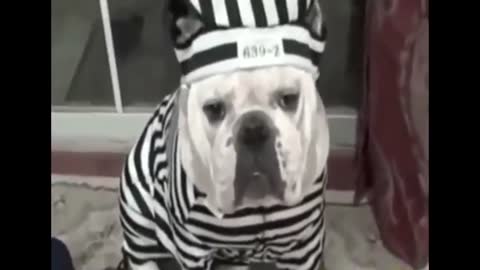 THE BEST FUNNY VIRAL HOLLOWEEN DOG COSTUME IDEAS