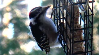 Downy Woodpecker