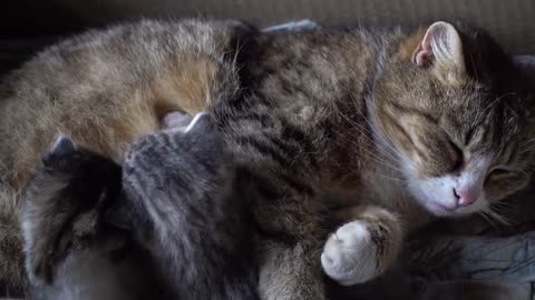 A cat is breastfeeding its young 😍