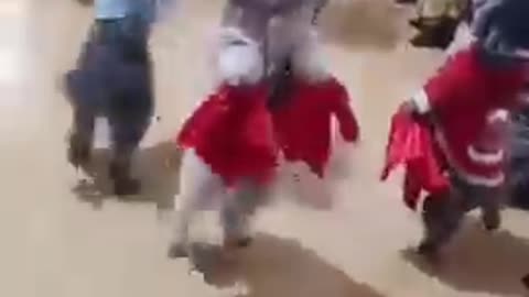 Dancing dogs