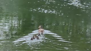 Mallard Duck And Ducklings