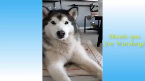 Cute Pets And Funny Animals Compilation 43Pets Garden Pets Garden