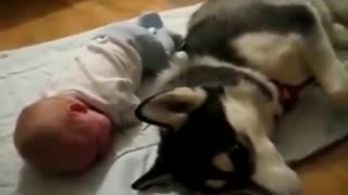 Crazy Dog Sings Along When Baby Cries - MUST SEE!