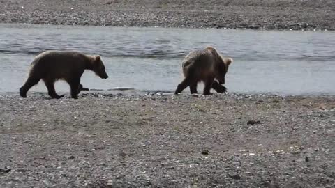 Grizzly Cubs Play