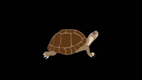 simple flat painting style natural reptile animal turtle mg animation