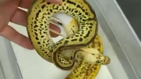 The way this ball python looks like a banana 🍌
