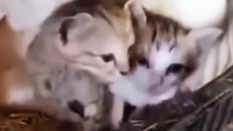 Mother Chicken Takes Care of Kittens, whose Mother Cat Has Died