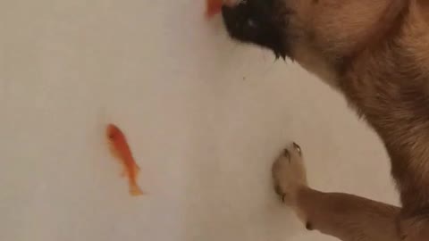 Dog bites orange fish in bath tub