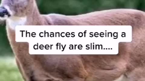Flying deer