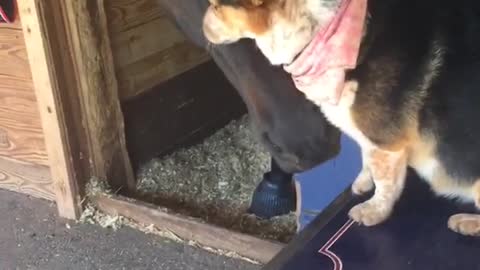 Music small brown dog licks black horse in a barn