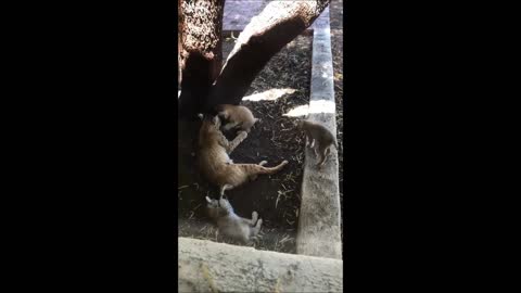 Bobcat Kittens Playing, Tucson