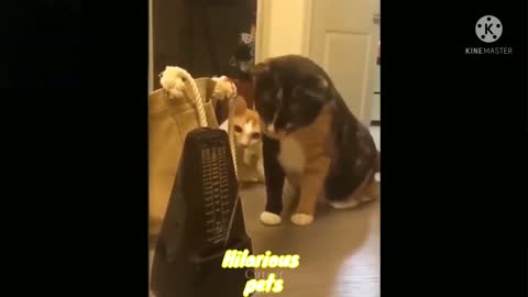 Pets at play - Cuteness overload! *The last one is funnier hahaha*