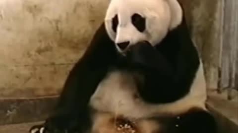 Panda Baby