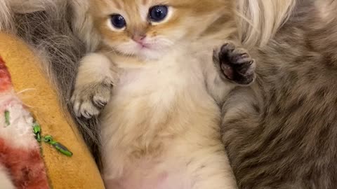 Sweet Little Kitten Wants To Cuddle All Day Long