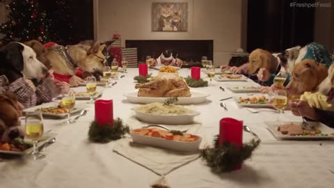 Freshpet holiday feast ,13 dogs and 1 cat eating with human hands , Christmas 🎄 celebration 💐💐💐