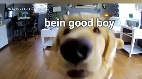 Look what this Golden Retriever does when he's home alone