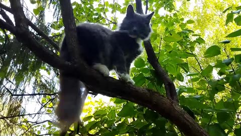 Tema the cat washes his face while sitting in a tree