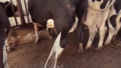 The vet helped a cow get relief after draining huge abscess 🐄