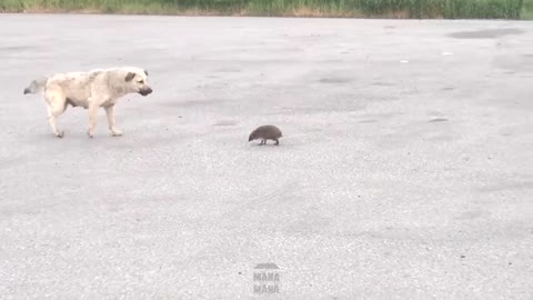 Funny battle - Baby Hedgehog vs Dog