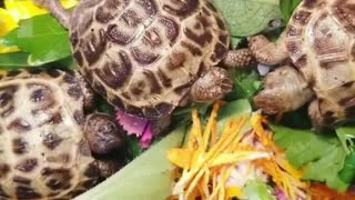 3 Turtles Eat food At Home