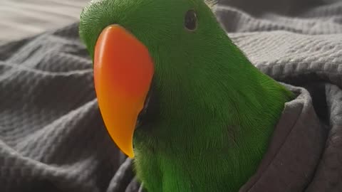 Cute Parrot in his Blanky says Hello