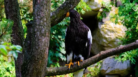 One of the most beautiful rare falcons