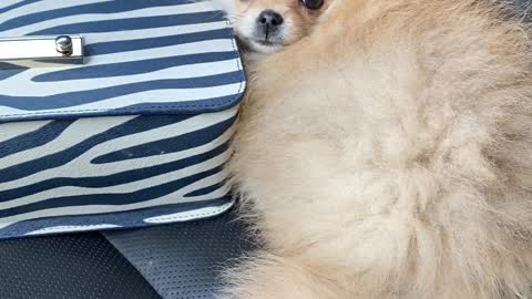 Cute and Little Dog Relaxing in Car