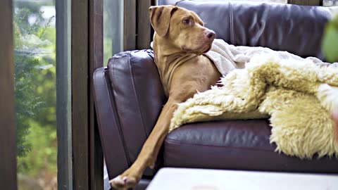 Sad Dog|| Dog like so sad alone at home on sofa
