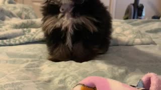 10 Week Old Chorkie Playtime