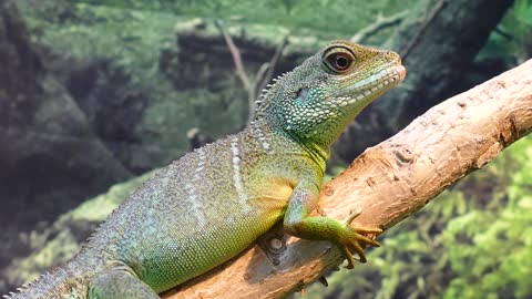 Physicist water dragon lizard clinging to trees