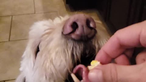 Dog gently eating egg out of my hand