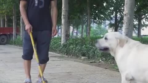 DOG SAVE BLIND MAN LIFE #SHOTS #DOGSAVE #SHOTS# BRAVE DOG