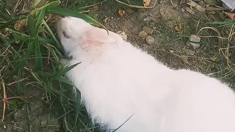 Cute bunny 🐰 black and white