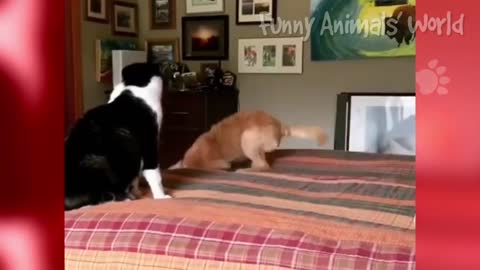 Wanna Feel Happy All Day Long? ❤️ Just Watch These Funny Cats And Dogs 🥰