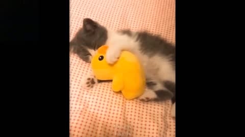 Cute Pets Doing Cute and Funny Things