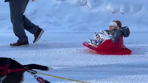 Yogi the Beagle Pulls Paralyzed Best Friend Around in a Sled